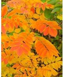 BRANSHES | その他パンツ