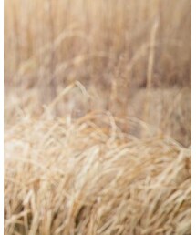 BRANSHES | デニムパンツ