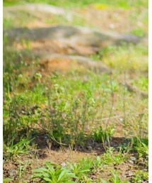 BREEZE | スリッポン