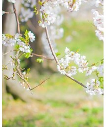 marvi | Tシャツ/カットソー