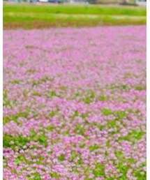 無印良品 | Tシャツ/カットソー