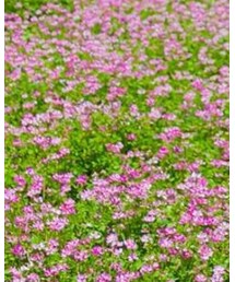 BREEZE | デニムパンツ