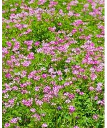 BREEZE | スニーカー