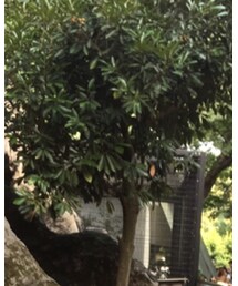 ZARA KIDS | キャップ