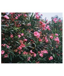 film写真 | その他