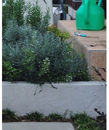 GEORGE'S | その他パンツ