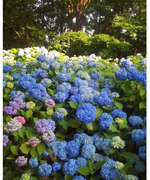 紫陽花 | その他