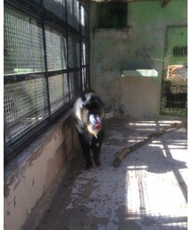 動物園 | その他