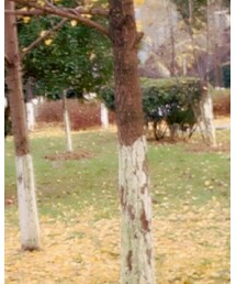 不清楚 | その他トップス