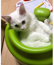 マンチカン | その他