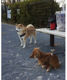 仲悪し | 仲の悪いわんこ達🤔(その他)