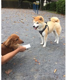 ワン友から | 名刺をいただく🐶〜🐕(フィギュア)