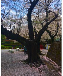 桜舞い散る | フラワーベース