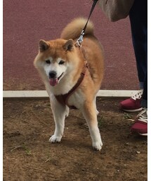 2キロ増し | わたくし太りました🐶(リード/ハーネス/首輪)
