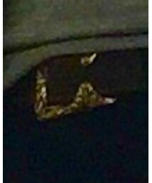 around theshoes | ベルト