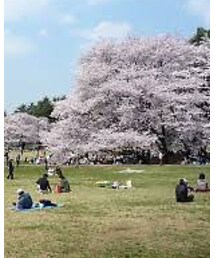 砧公園 | その他