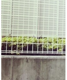 niko and... | パンツ