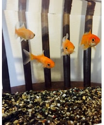 うちの金魚ちゃんたち | その他