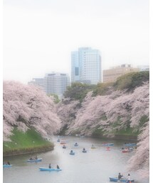 千鳥ヶ淵の桜満開🌸 | その他