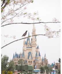 ランドの桜🌸とシンデレラ城🏰 | その他