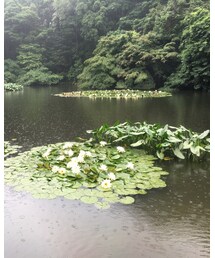 明治神宮御苑〜蓮池 | その他