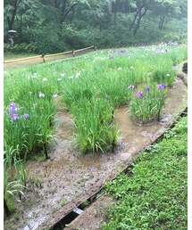 明治神宮御苑〜菖蒲田 | その他