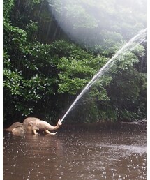 土砂降りのジャングルクルーズ🐘☔️ | その他