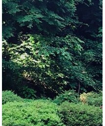 MOSCOT | サングラス