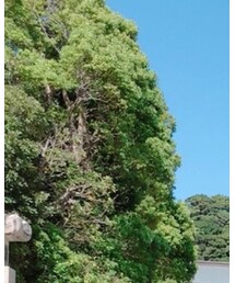 YOSHINORI KOTAKE DESIGN | キャップ