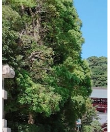 MONCLER | ポロシャツ