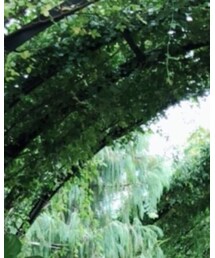 Ron Herman | シャツ/ブラウス