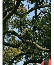 no brand | レッグウェア