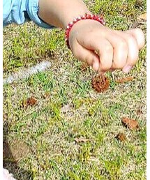 松ぼっくり | その他