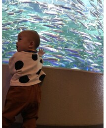 いわしトルネード🌪 | その他