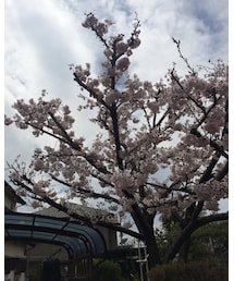 家の桜 | その他