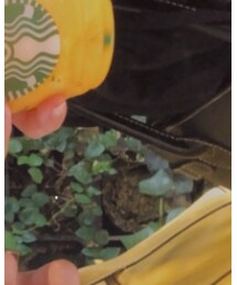 BURBERRY | トートバッグ