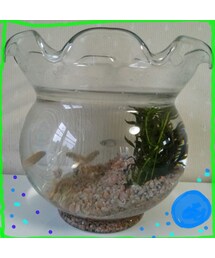 メダカ飼ってます♪(その他)