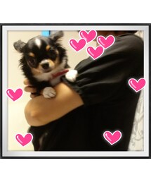 チワワダョ～(笑) | わんこ～♪可愛い♪(その他)
