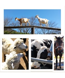 牧場&紅葉にお出掛け～♪(その他)