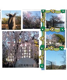 花見♪(カメラ/カメラグッズ)