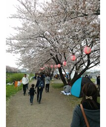 花見♪
提灯良いね～(笑)(その他)