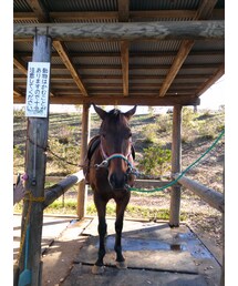 アウトドア～(笑)
うまさん～(笑)(カメラ/カメラグッズ)