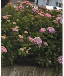 SHIPS | シャツ/ブラウス