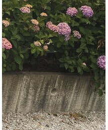 RAGEBLUE | その他パンツ