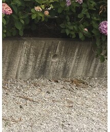 SHIPS | スニーカー