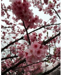 お花見💕 | その他