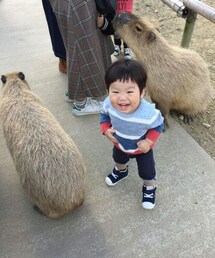 カピバラ | その他