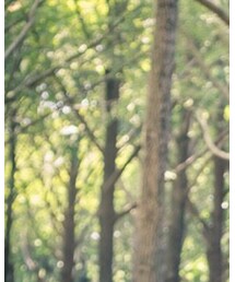 COMME des GARCONS HOMME | シャツ/ブラウス