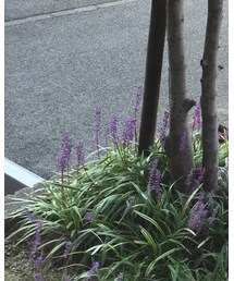 UNIQLO | トップス