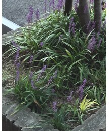 green label relaxing | バッグ